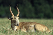 Load image into Gallery viewer, Bactrian unique dish with 5 Saiga antelopes